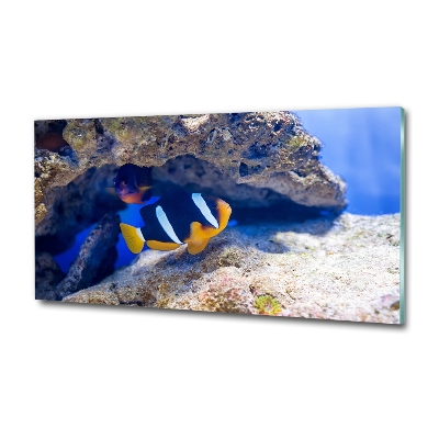 Fotoobraz na ścianę szklany Tropikalna ryba