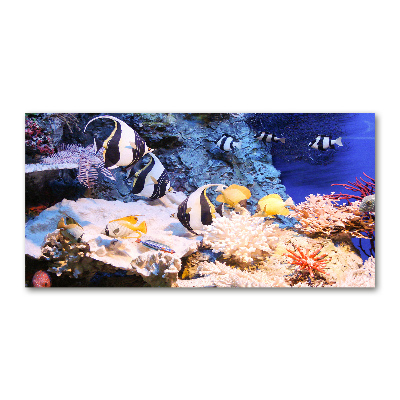 Foto-obraz szkło hartowane Rafa koralowa