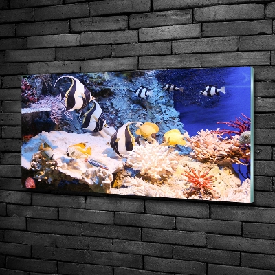 Foto-obraz szkło hartowane Rafa koralowa
