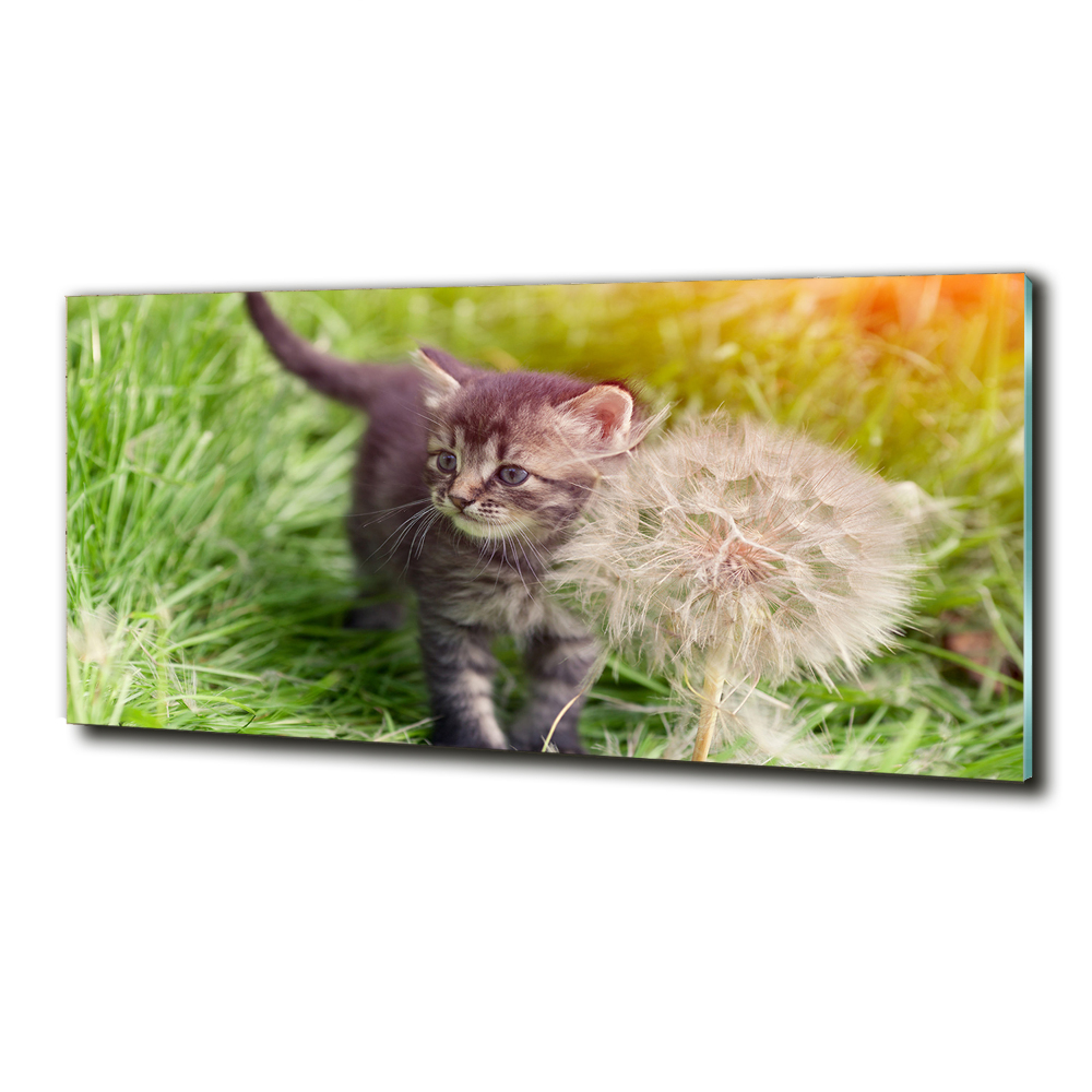 Foto-obraz szklany Kotek z dmuchawcem
