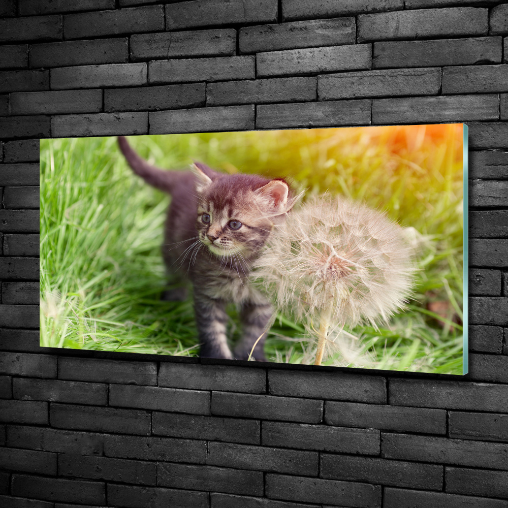Foto-obraz szklany Kotek z dmuchawcem
