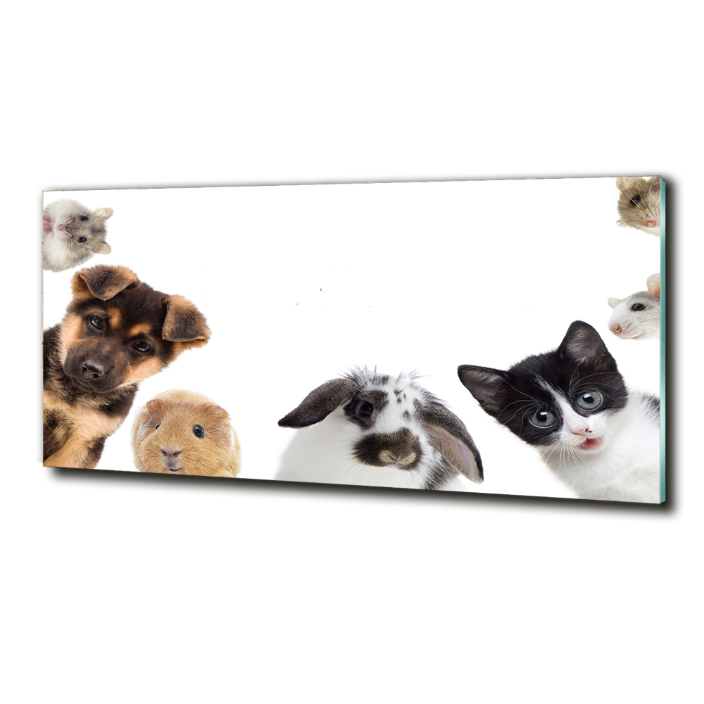 Foto-obraz szklany Zwierzęta domowe