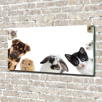 Foto-obraz szklany Zwierzęta domowe