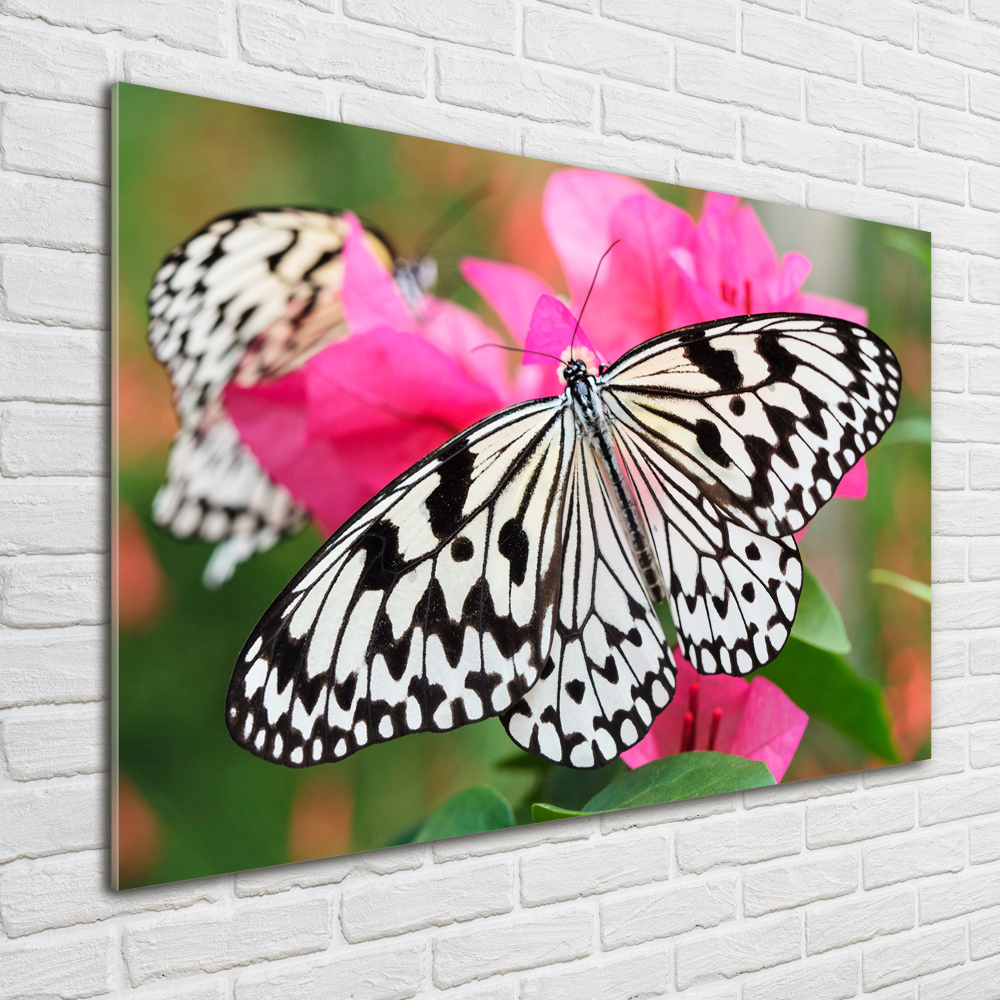 Foto-obraz szklany Motyl na kwiatku
