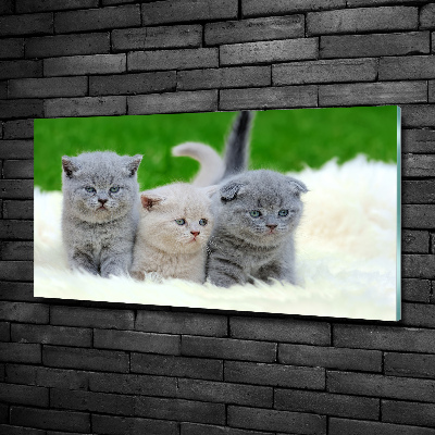 Foto-obraz szklany Trzy koty na kocu