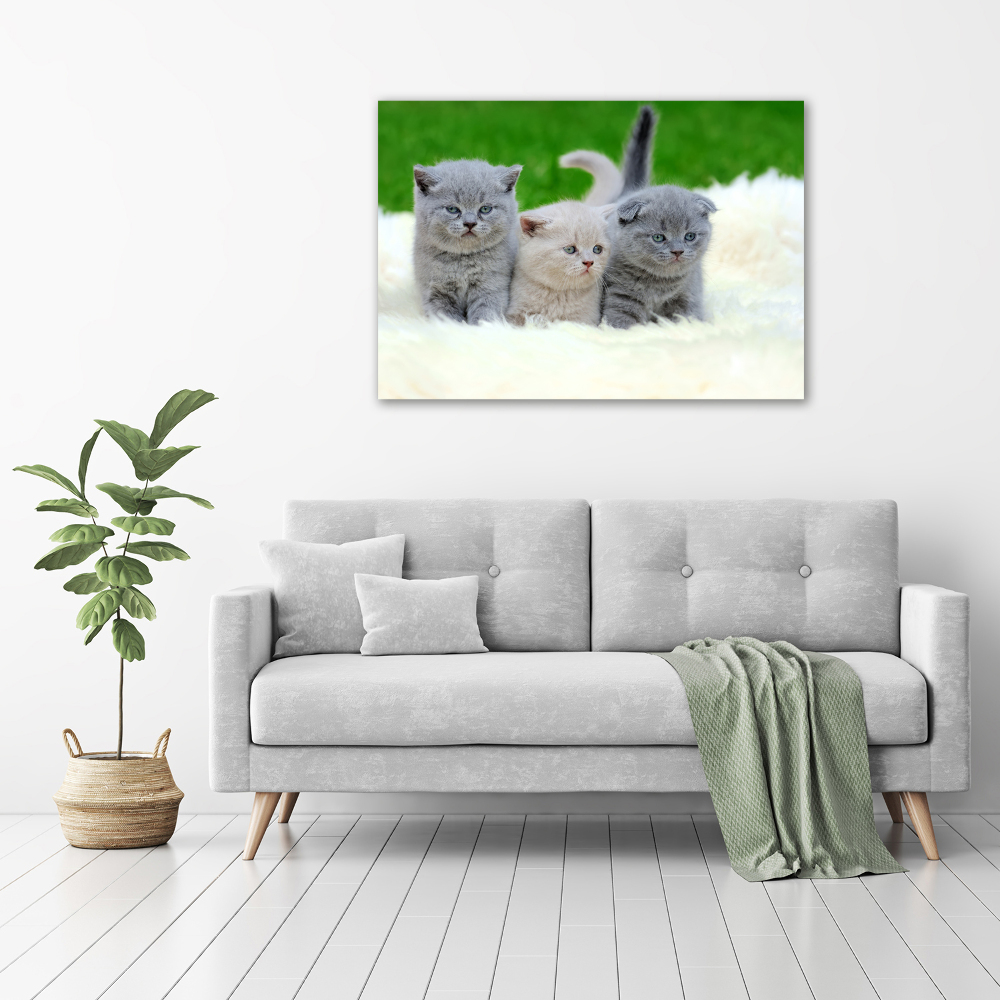 Foto-obraz szklany Trzy koty na kocu