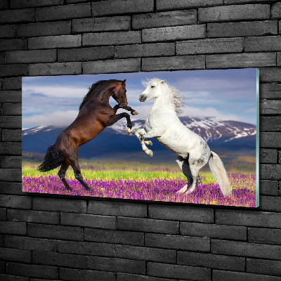 Foto-obraz szklany Walczące konie góry