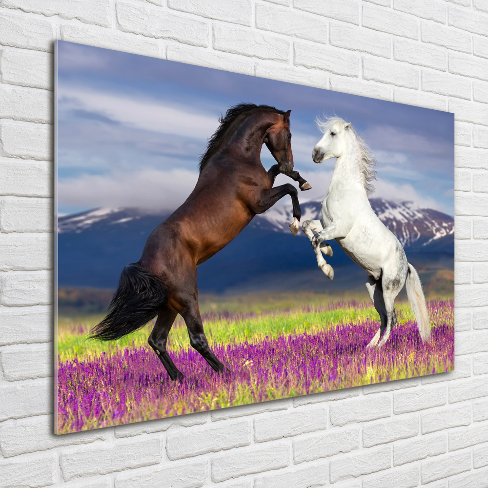 Foto-obraz szklany Walczące konie góry
