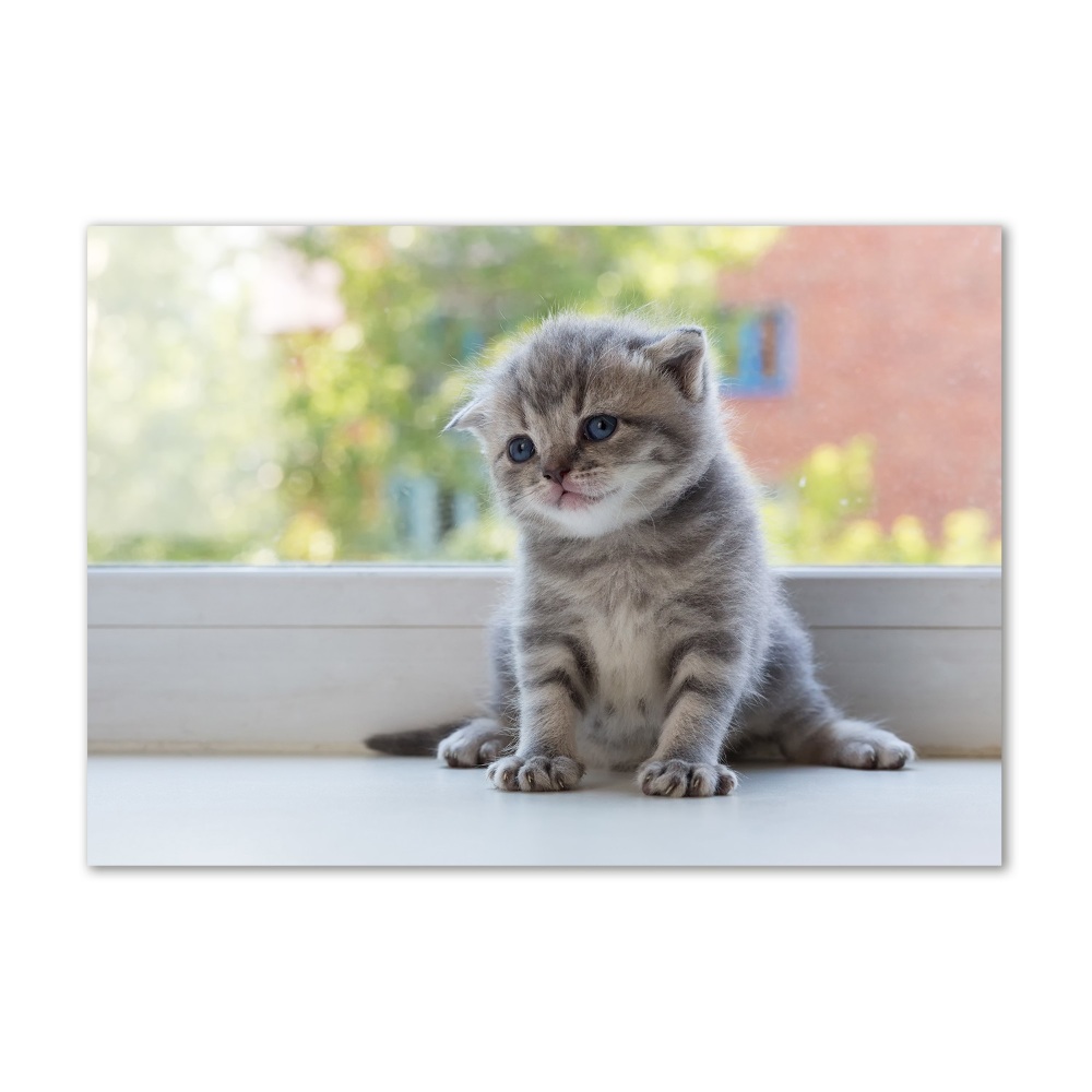 Foto-obraz szklany Mały kot przy oknie