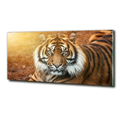 Foto-obraz szklany Tygrys bengalski