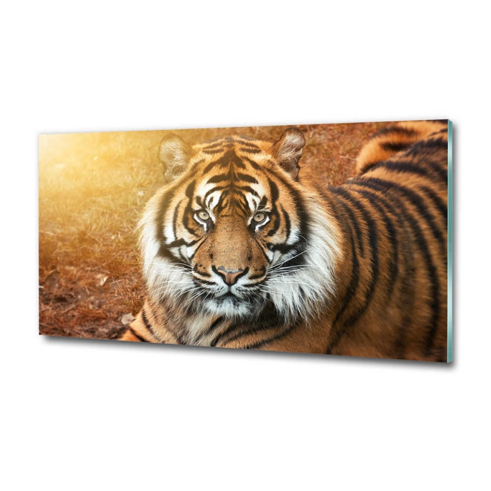 Foto-obraz szklany Tygrys bengalski