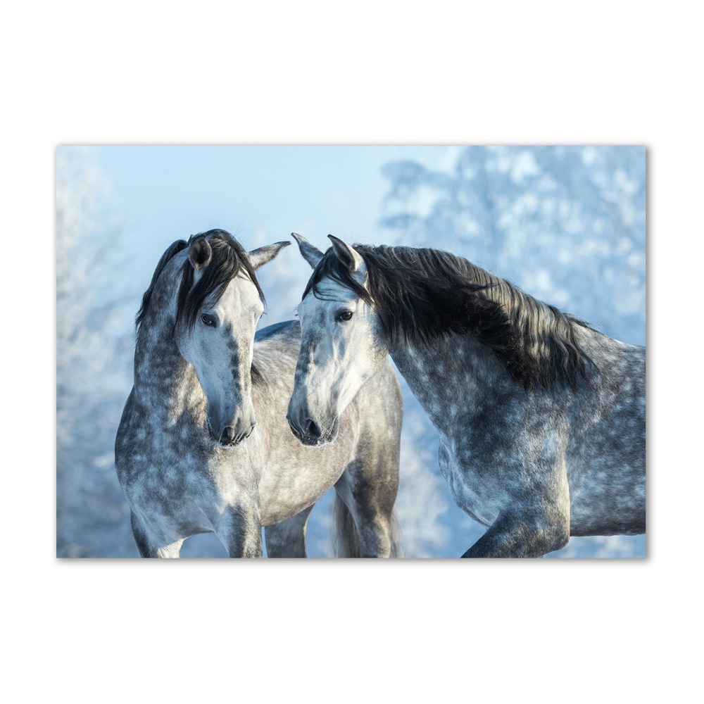 Foto-obraz szklany Szare konie zimą
