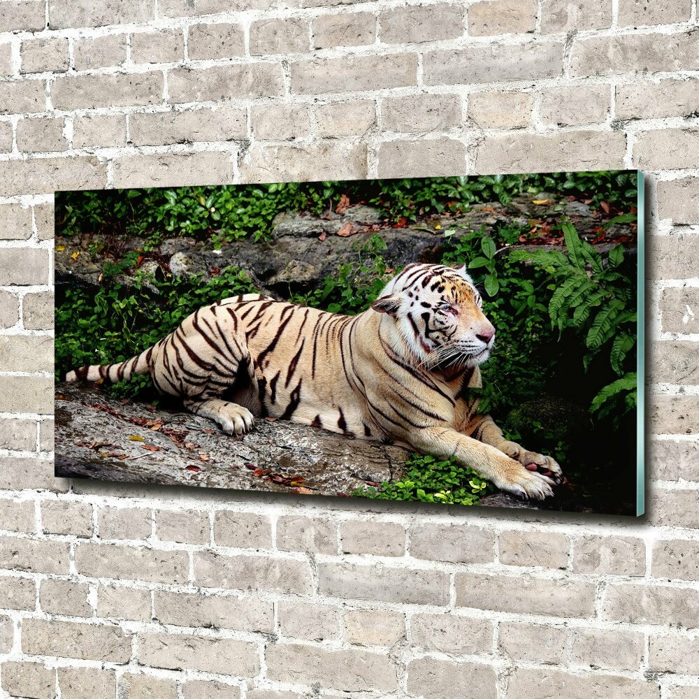 Fotoobraz na ścianę szklany Tygrys na skale