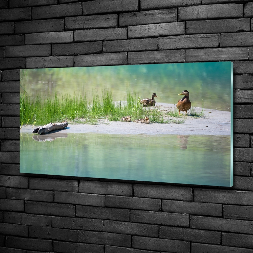 Fotoobraz na ścianę szklany Kaczki nad wodą