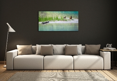 Fotoobraz na ścianę szklany Kaczki nad wodą