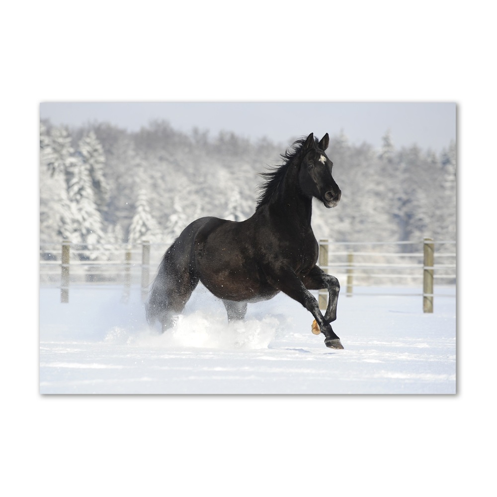 Foto-obraz szklany Koń w galopie śnieg