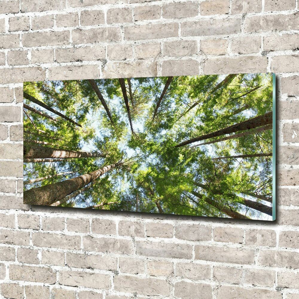 Foto obraz szkło hartowane Korona drzew