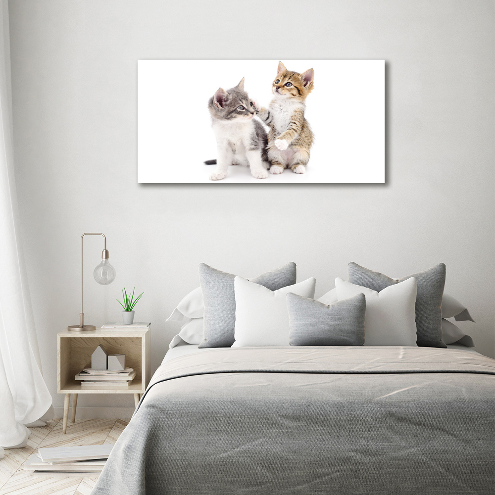 Foto-obraz szkło hartowane Dwa małe koty