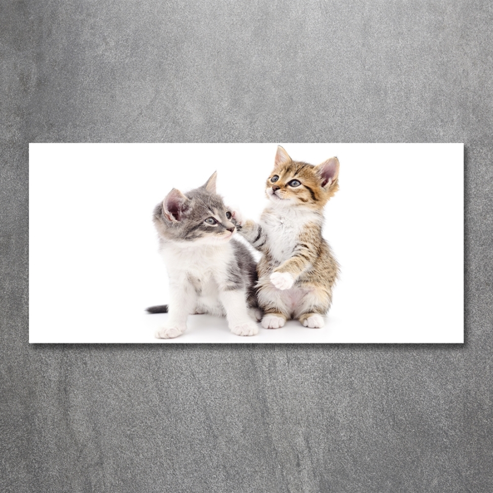 Foto-obraz szkło hartowane Dwa małe koty