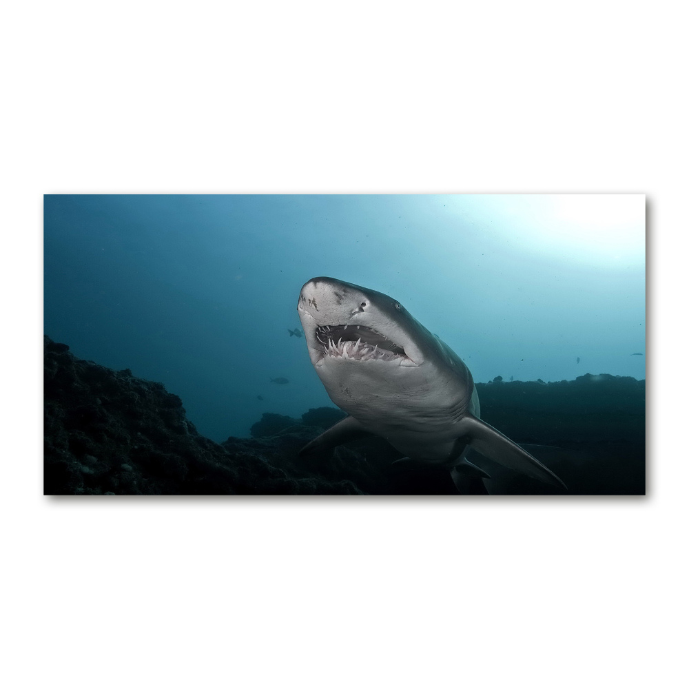 Foto-obraz szkło hartowane Duży rekin