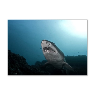 Foto-obraz szkło hartowane Duży rekin