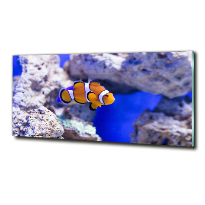 Foto-obraz szklany Błazenek rafa koralowa