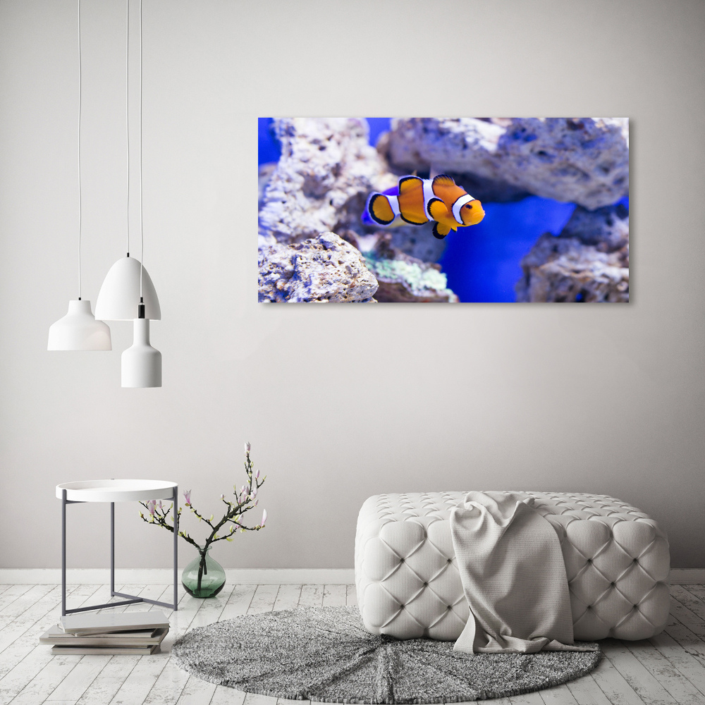 Foto-obraz szklany Błazenek rafa koralowa