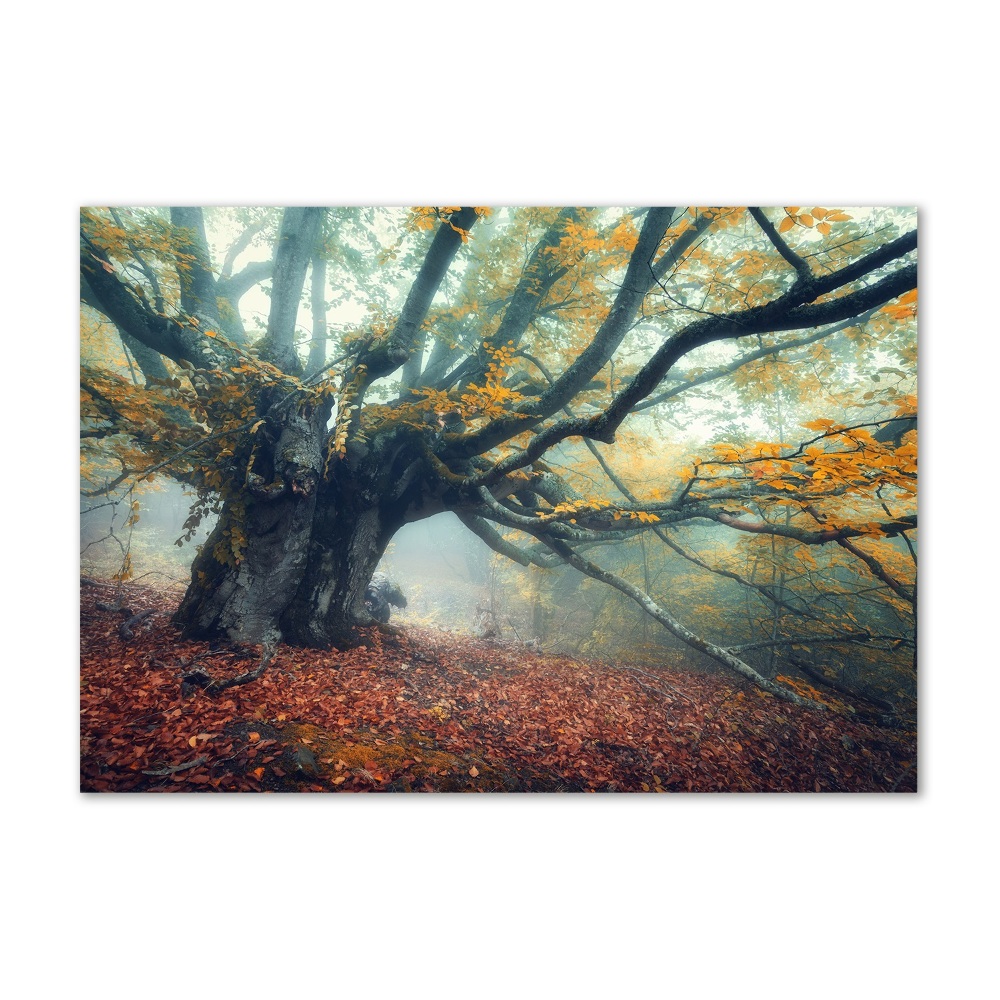 Foto obraz szkło hartowane Stare drzewo