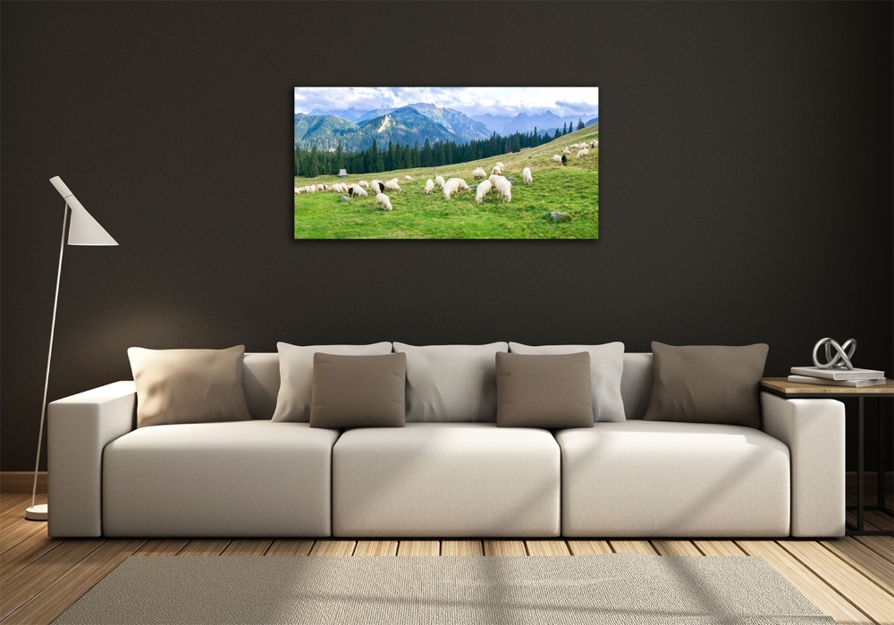Foto obraz szkło hartowane Owce w Tatrach