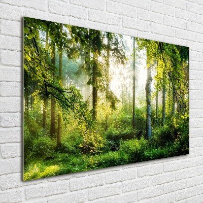 Foto obraz szklany Poranne słońce las