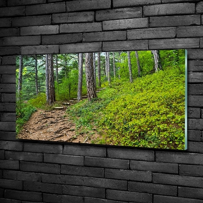 Foto obraz szkło hartowane Leśna ścieżka