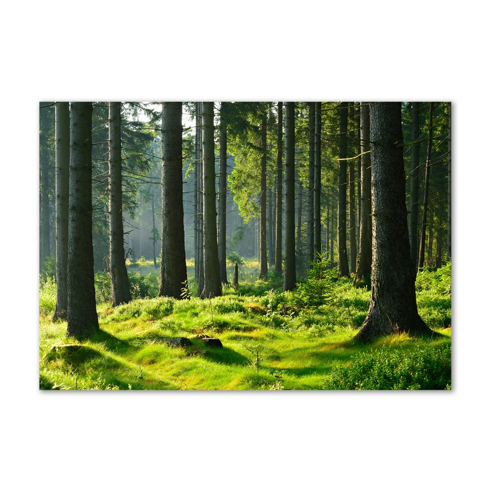 Foto obraz szkło hartowane Las świerkowy