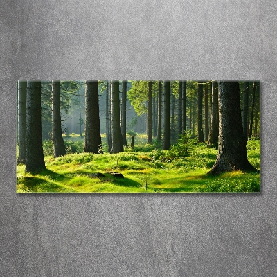 Foto obraz szkło hartowane Las świerkowy