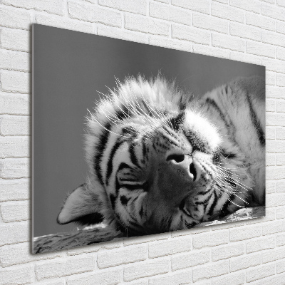 Foto-obraz szkło hartowane Śpiący tygrys