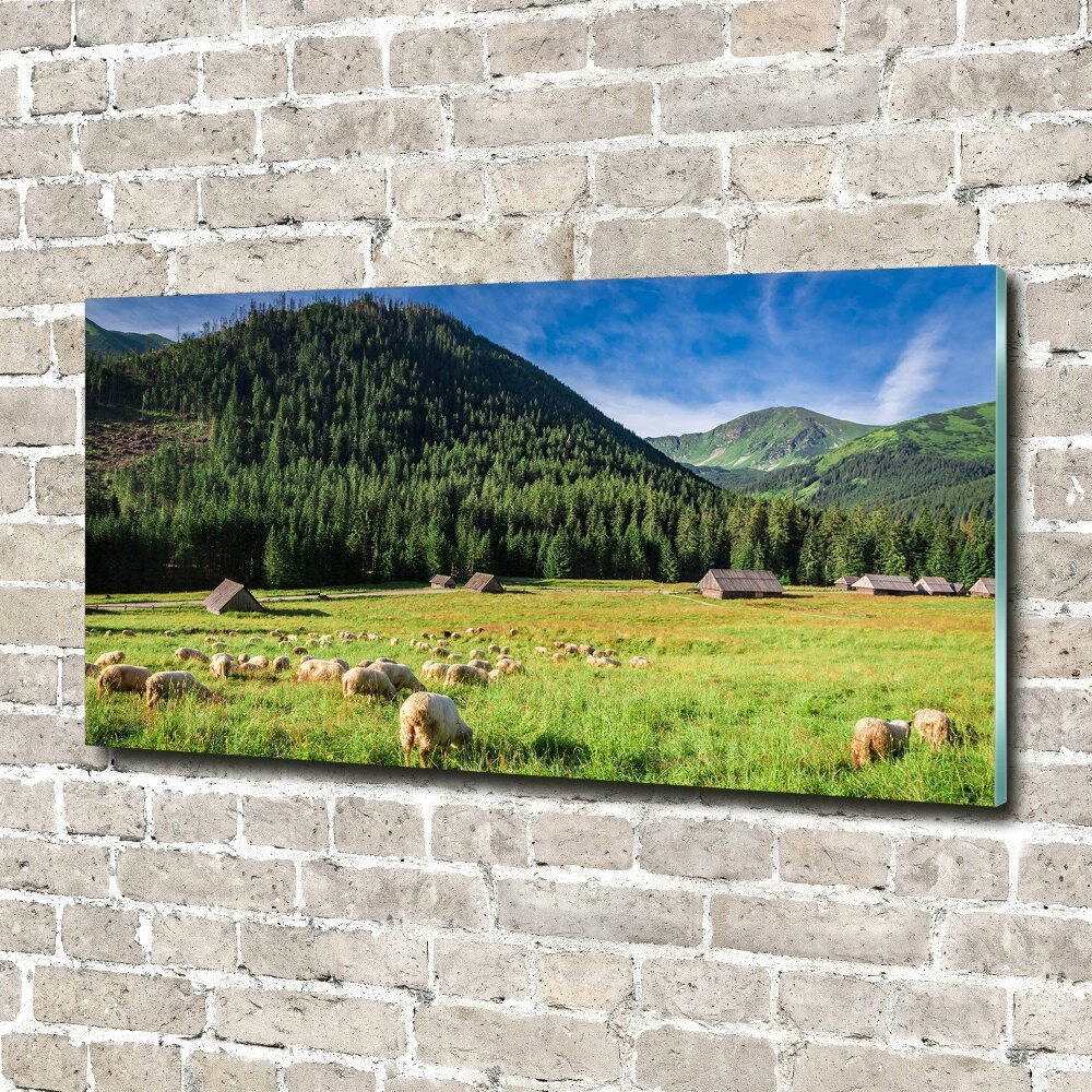 Foto obraz szkło hartowane Owce w Tatrach