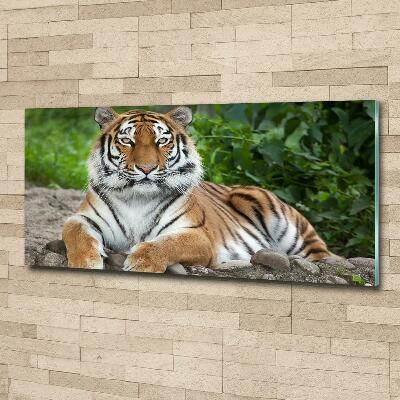 Foto-obraz szklany Tygrys syberyjski
