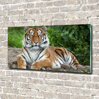 Foto-obraz szklany Tygrys syberyjski