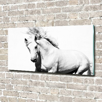 Foto-obraz szkło hartowane Biały koń