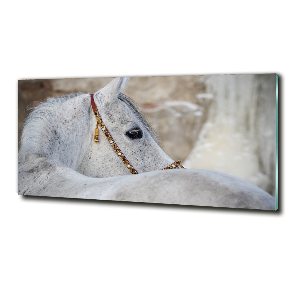 Foto-obraz szklany Biały koń arabski