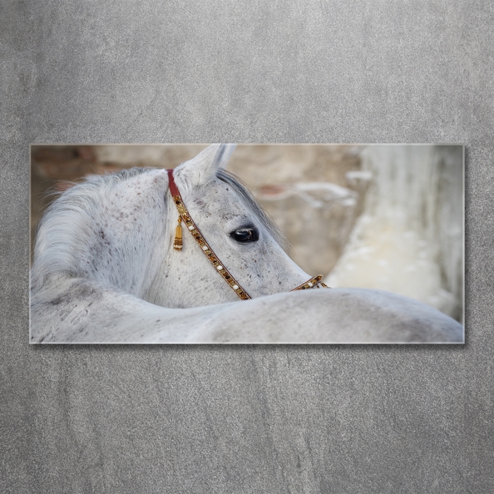 Foto-obraz szklany Biały koń arabski