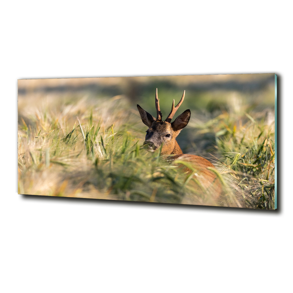 Foto-obraz szkło hartowane Jeleń w polu