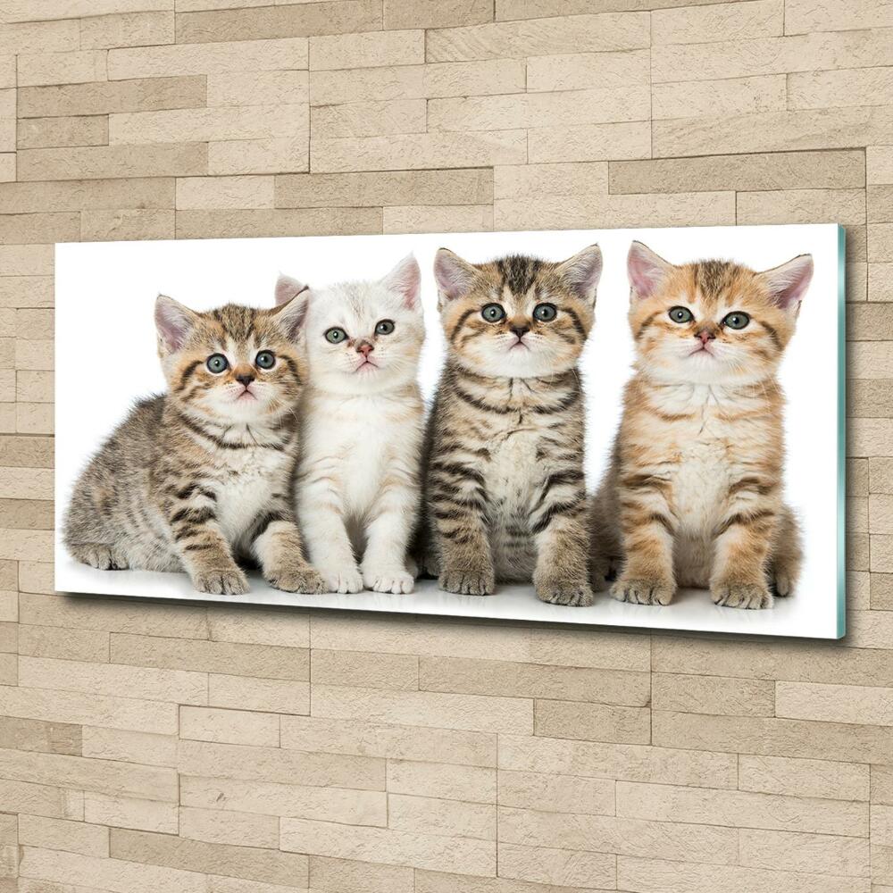Foto-obraz szkło hartowane Małe koty