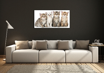 Foto-obraz szkło hartowane Małe koty