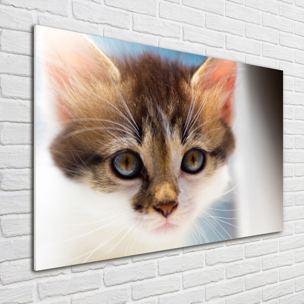 Foto-obraz szkło hartowane Mały kot