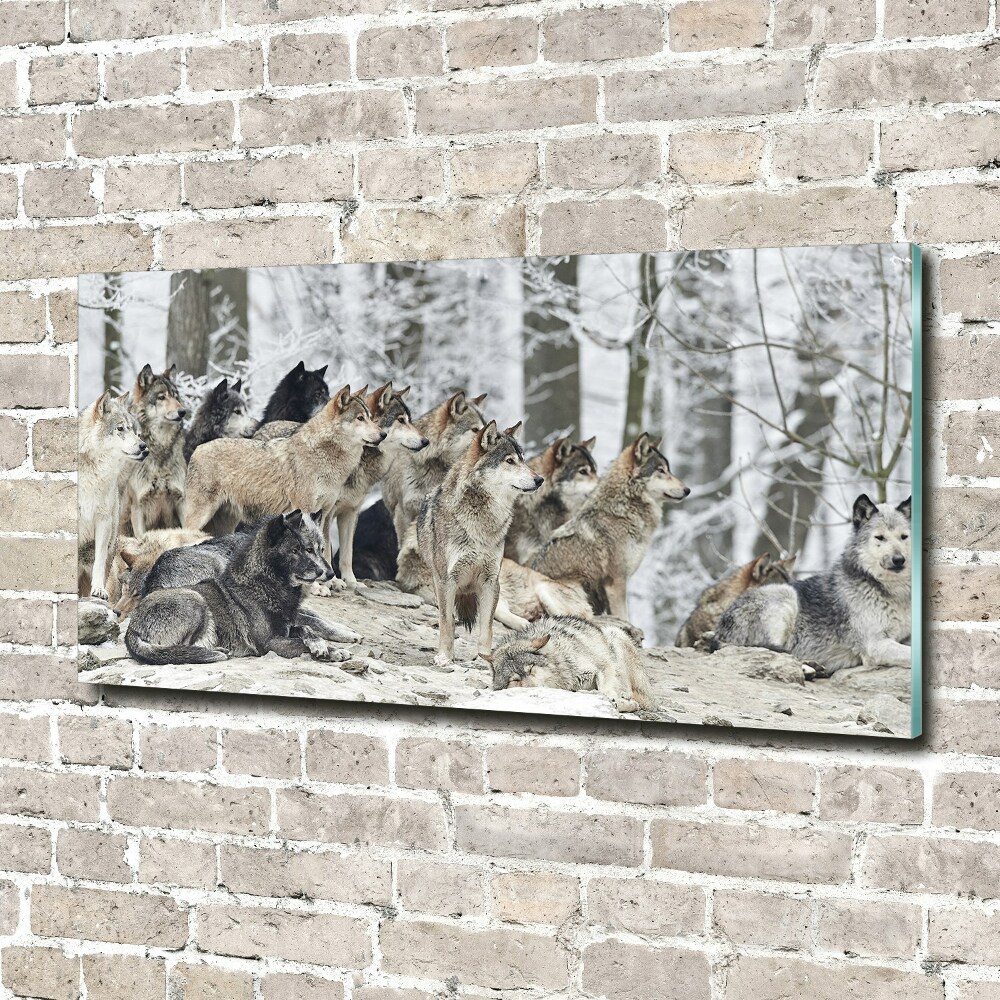 Foto-obraz szkło hartowane Wilki zimą