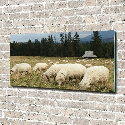 Fotoobraz na ścianę szklany Pasące się owce