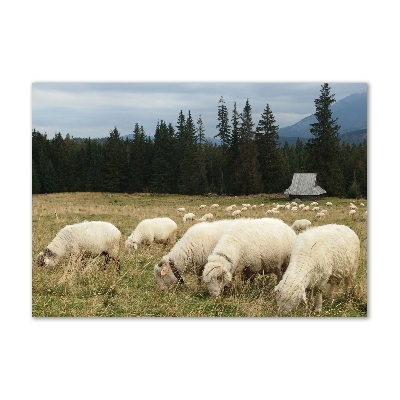 Fotoobraz na ścianę szklany Pasące się owce