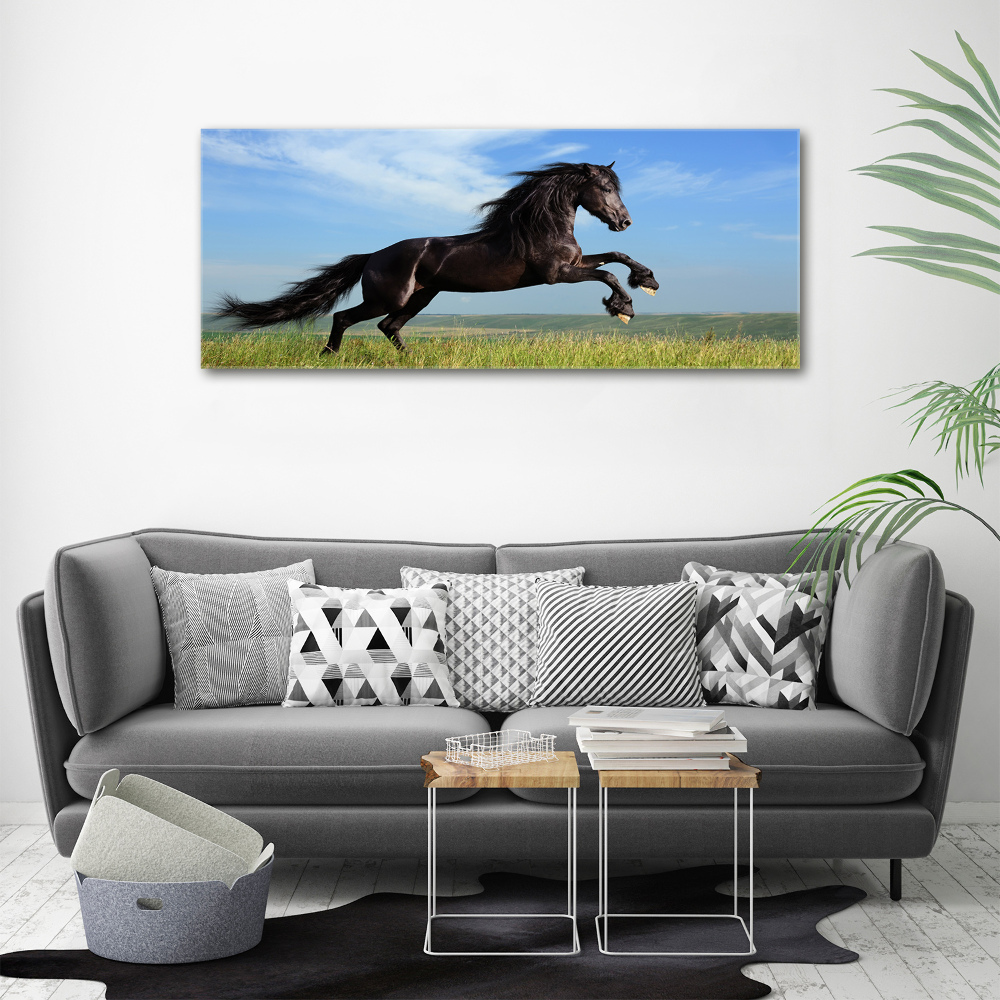 Foto-obraz szklany Czarny koń na łące