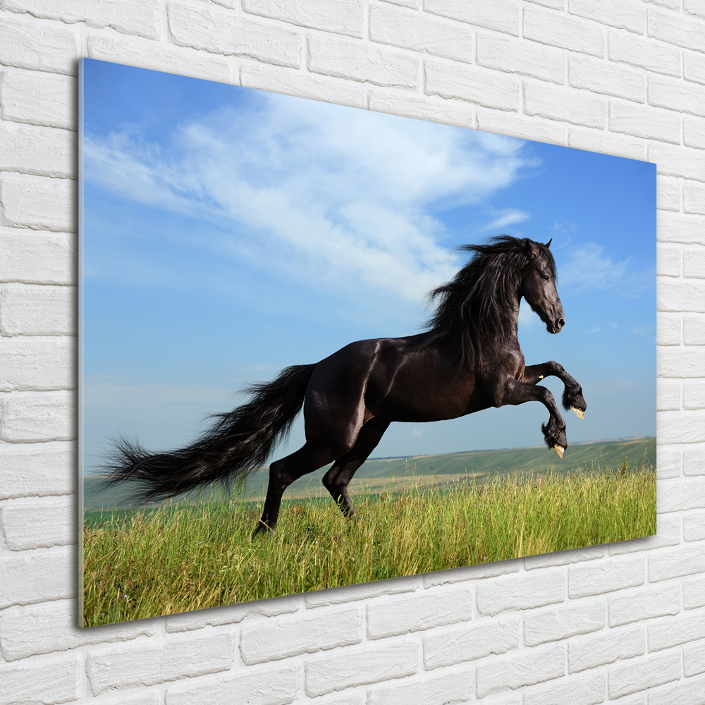 Foto-obraz szklany Czarny koń na łące