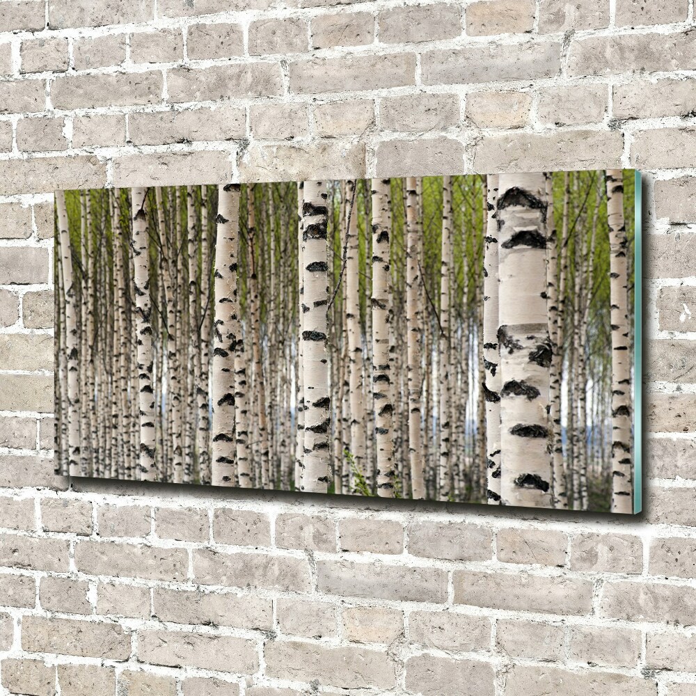 Foto obraz szkło hartowane Brzozowy las